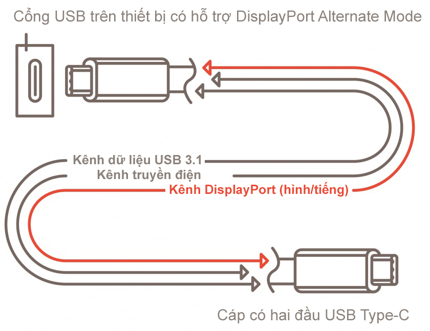 Cấu tạo của USB Type C
